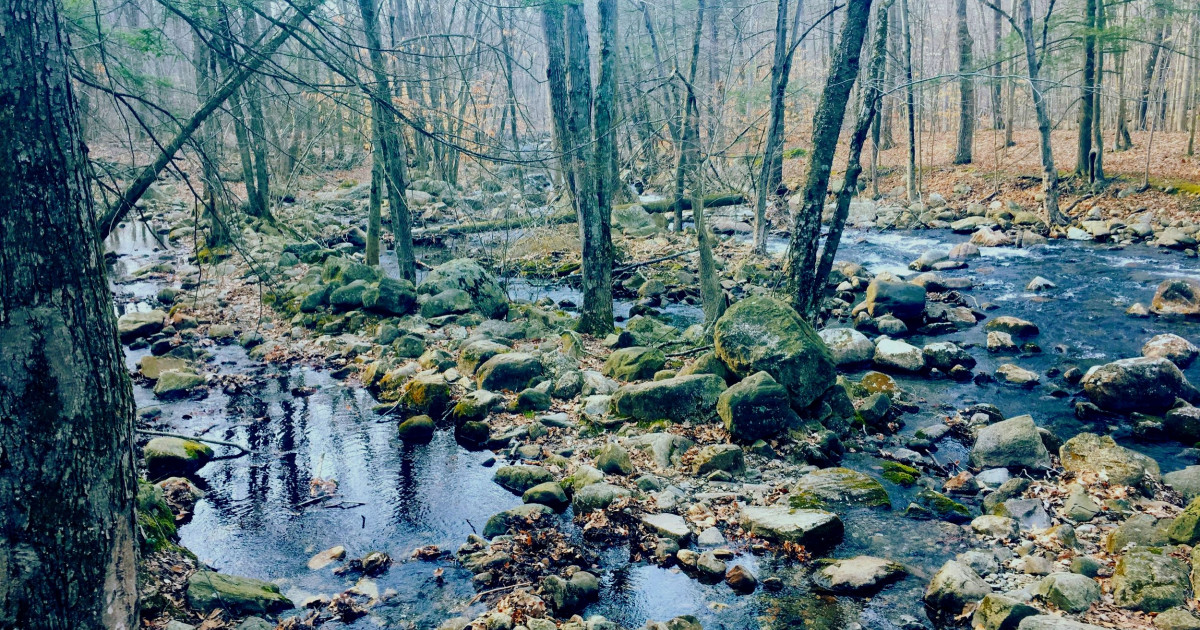 What is Forest Bathing? | Splinter Creek